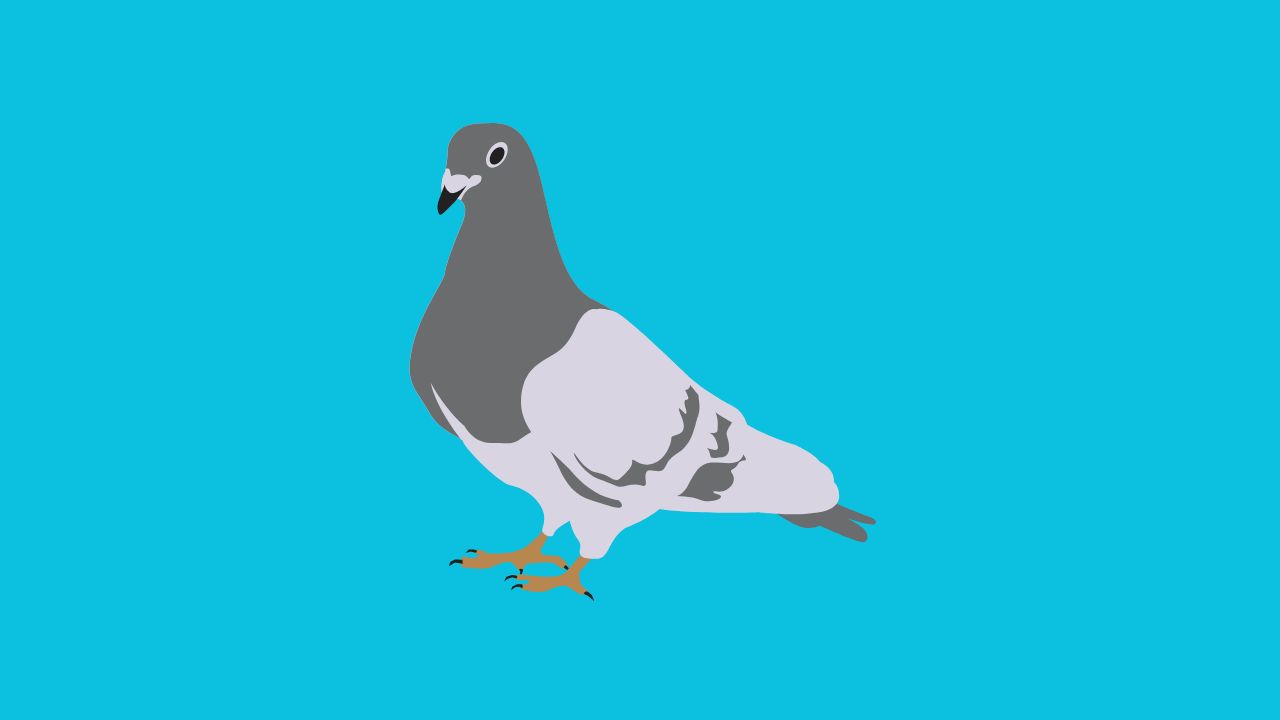 Những Điều Cần Biết Về Thuật Toán Pigeon